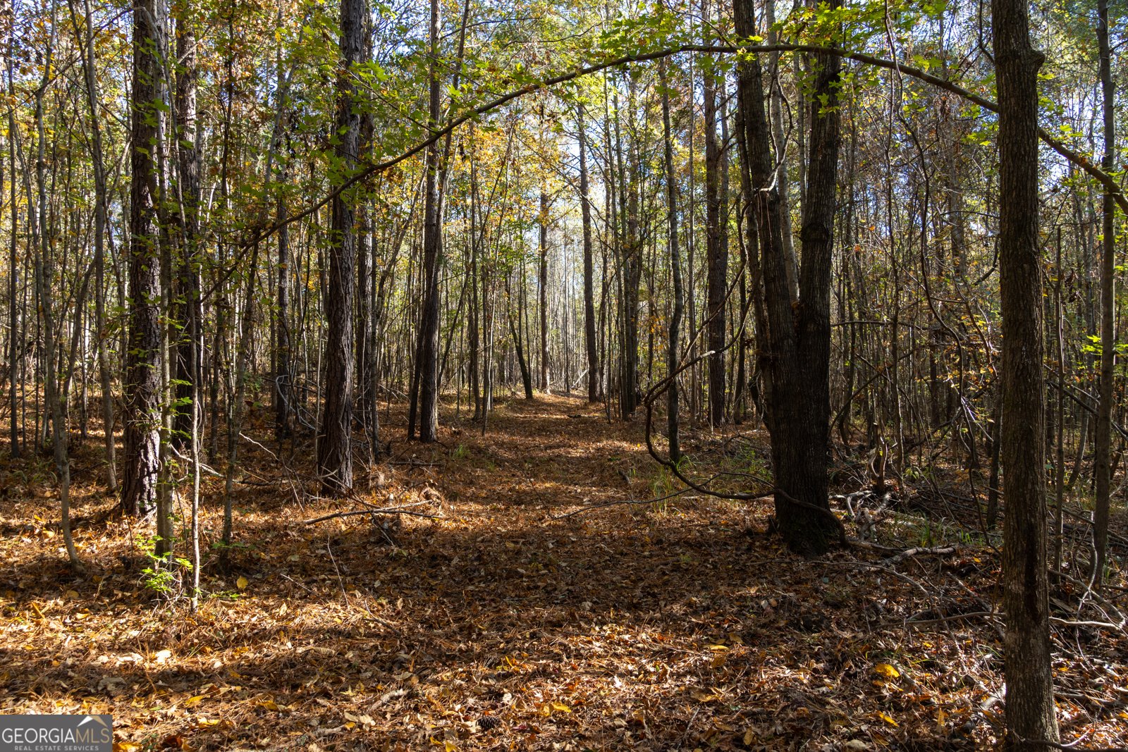 1100 Sapp Road Dry Branch - 42