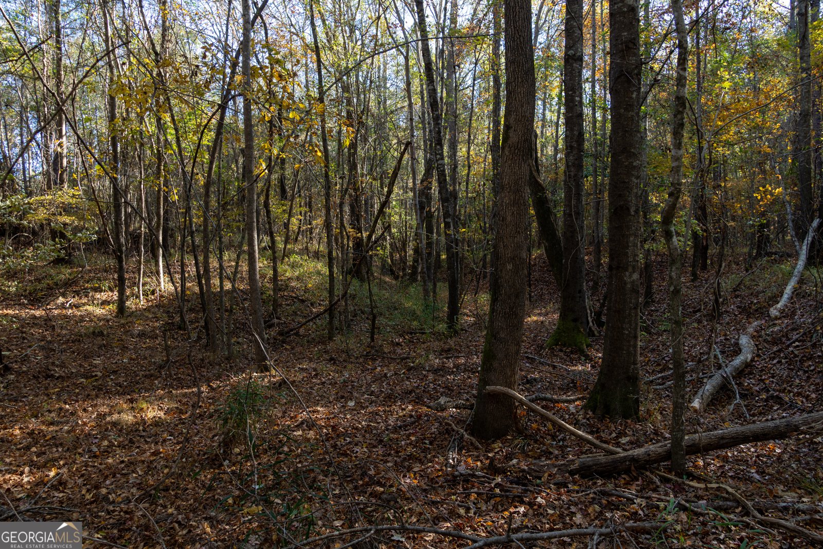 1100 Sapp Road Dry Branch - 46