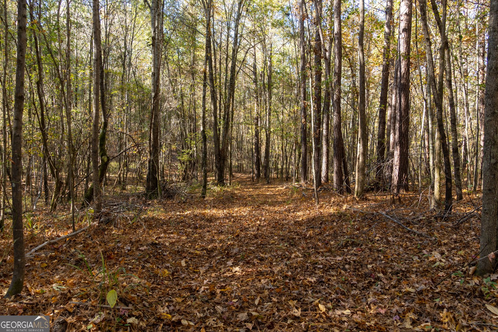 1100 Sapp Road Dry Branch - 47