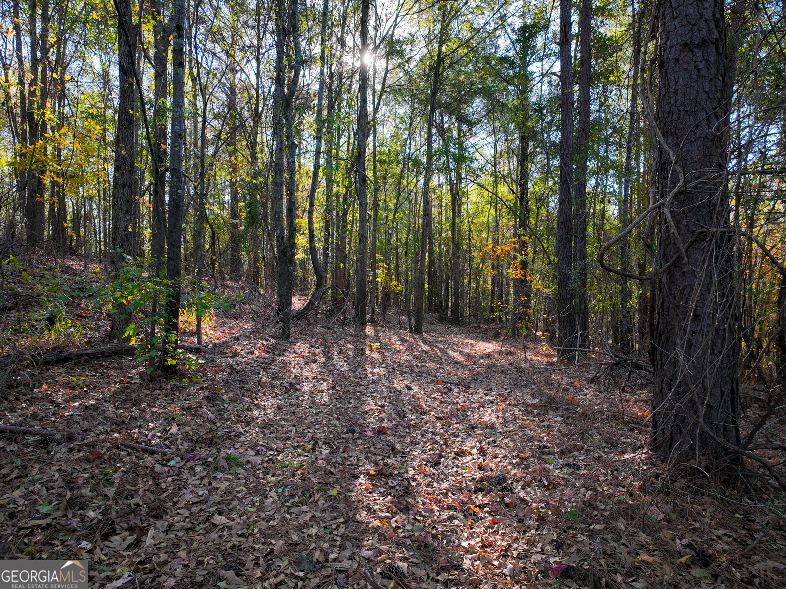 1100 Sapp Road Dry Branch - 48