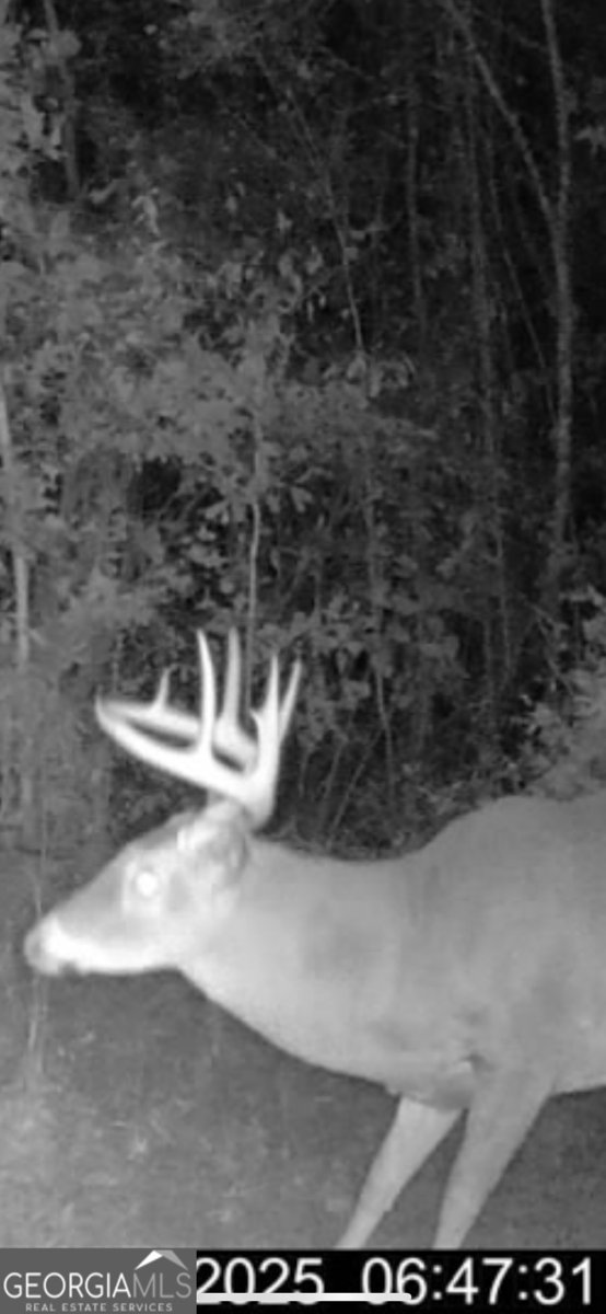 68 Sand Ridge Road Rhine - 54