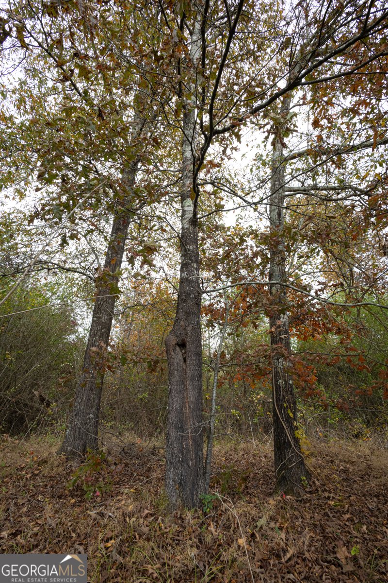 11625 AL Hwy 68 Gaylesville - 11