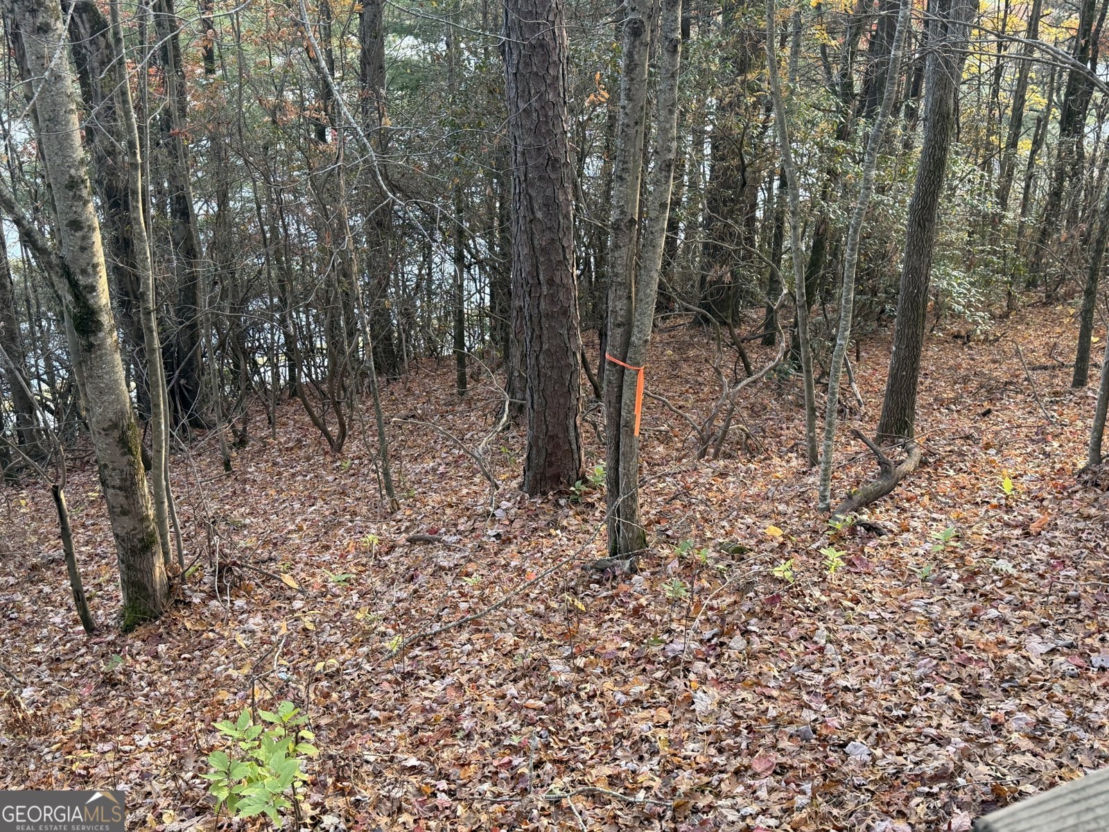 47 Brasstown Lane Dillard - 11