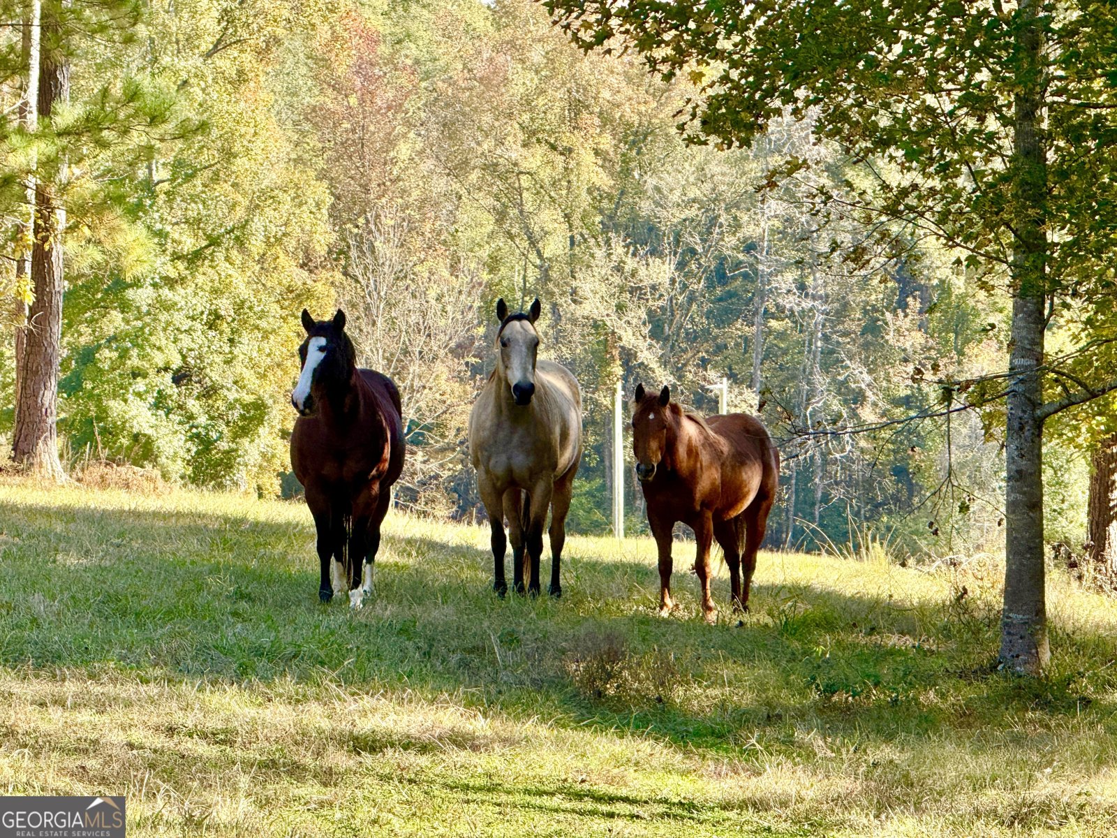 175 ACRES Roosevelt Highway Warm Springs - 109