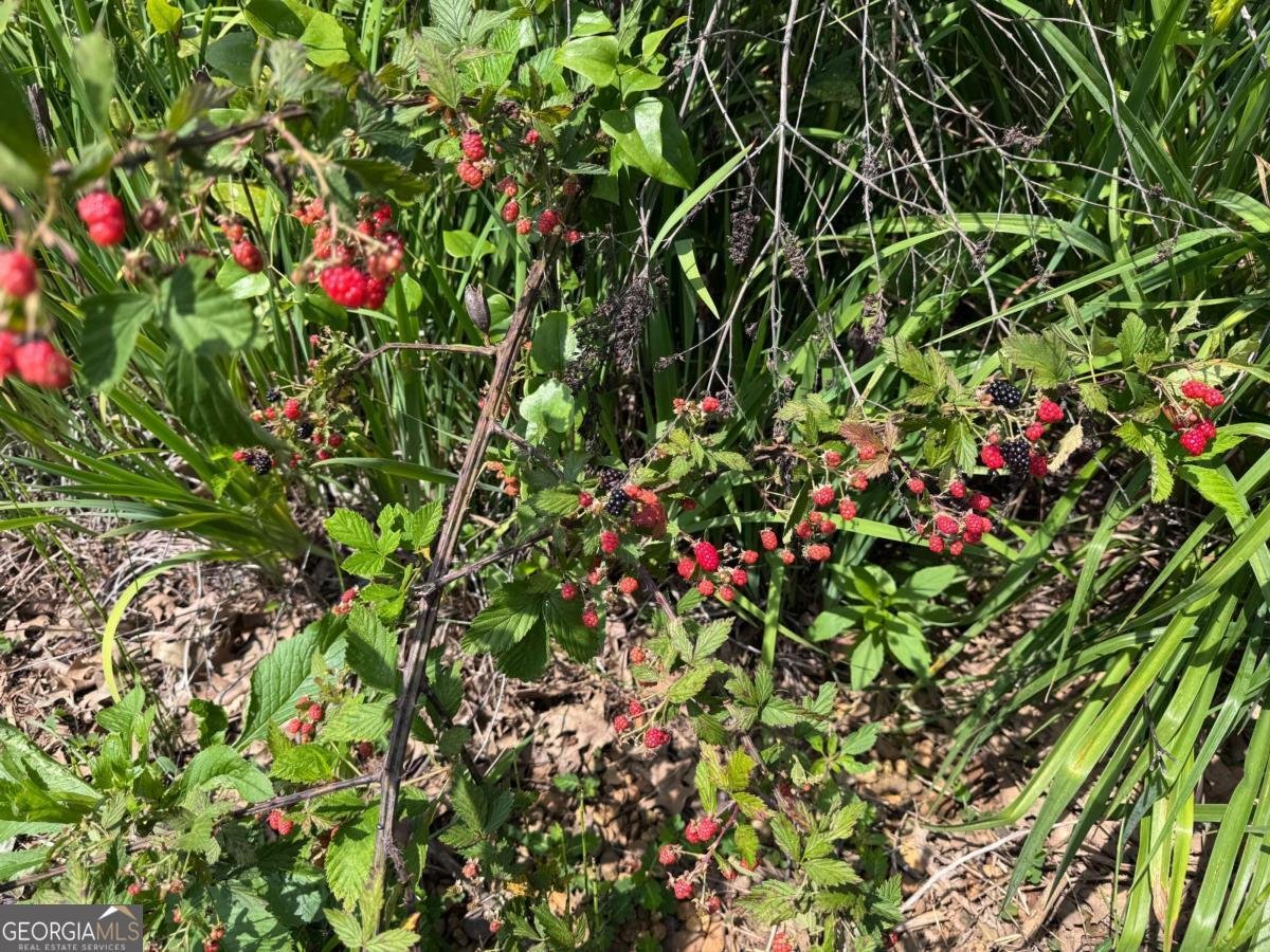 315 Woody Road Adairsville - 36