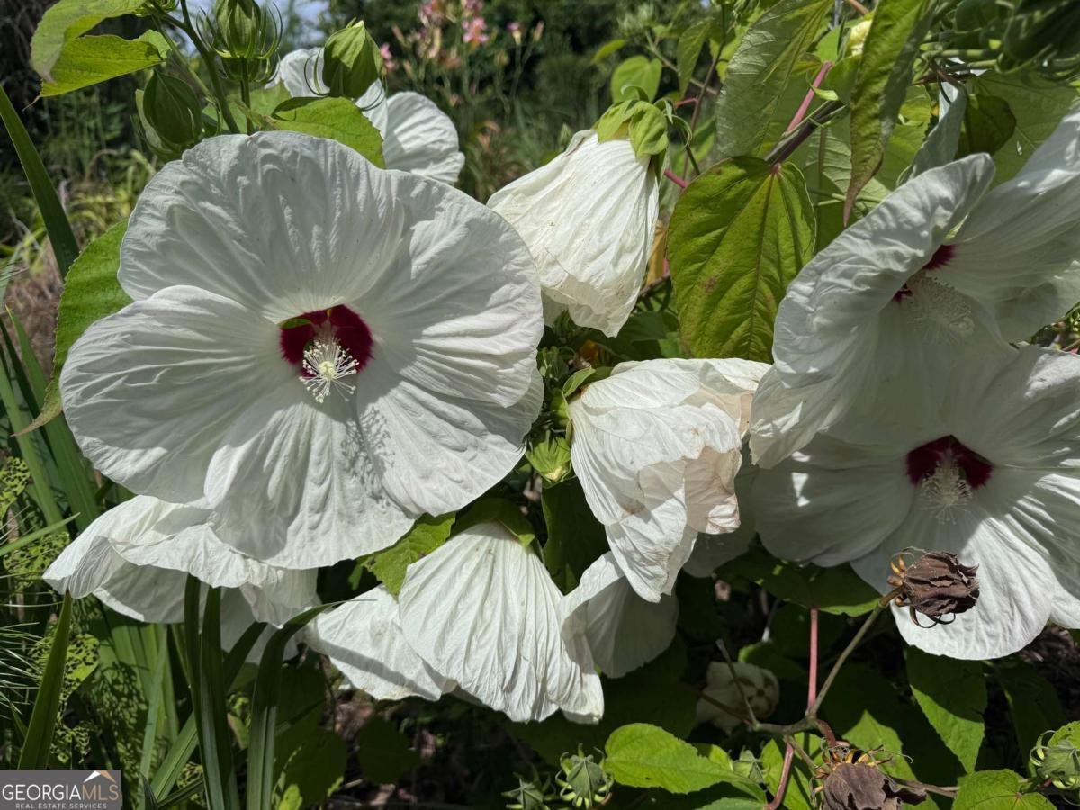 315 Woody Road Adairsville - 37