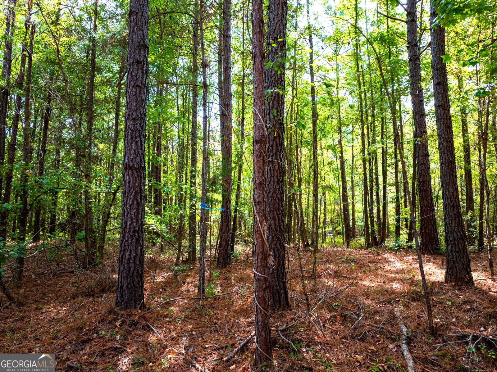 661 Hugh O Neal Road Greenville - 10