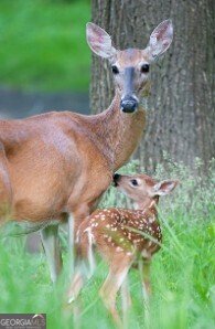 3102 Walt Stephens Road Jonesboro - 37