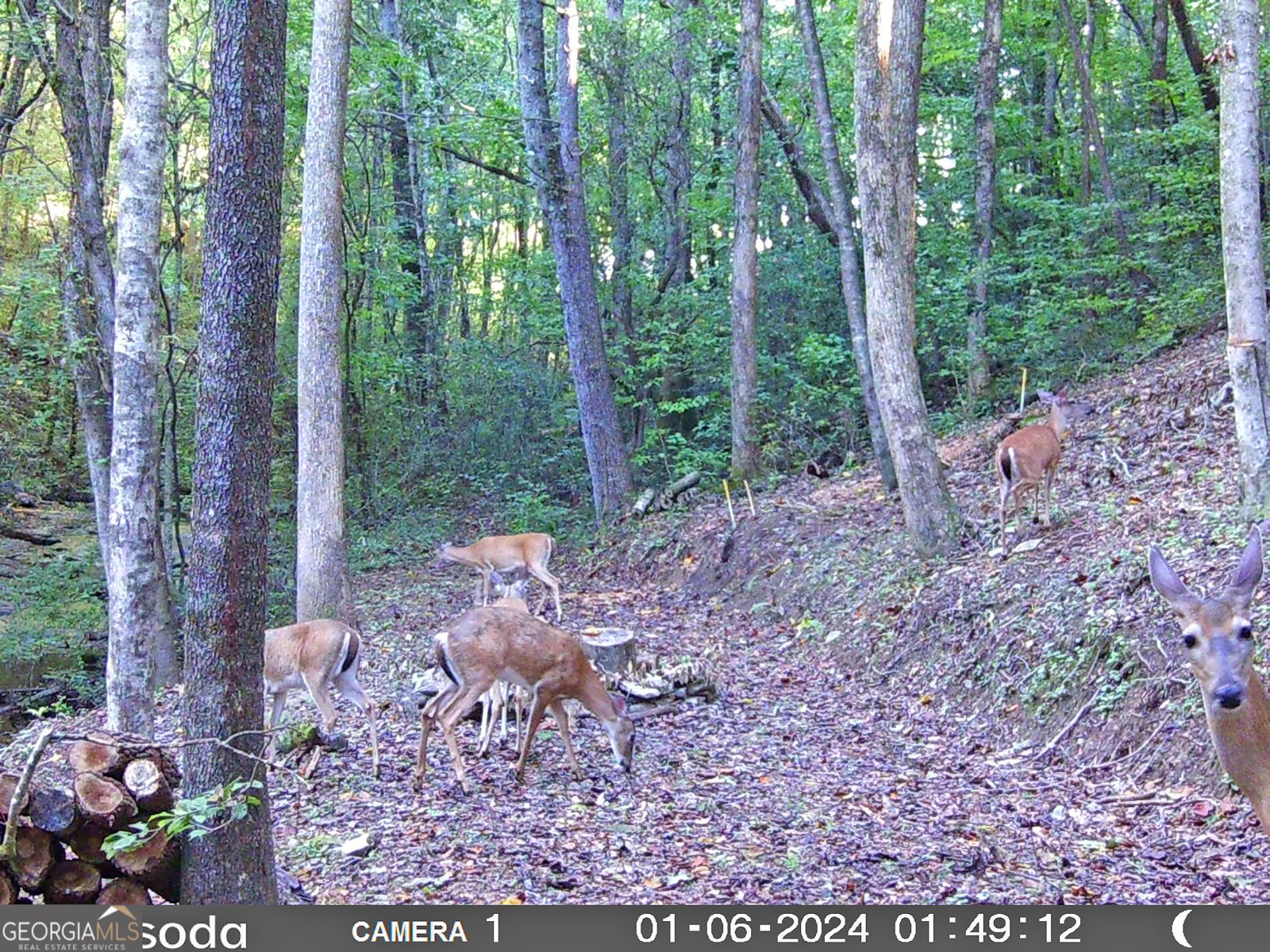 571 Jones Creek Road Ellijay - 55