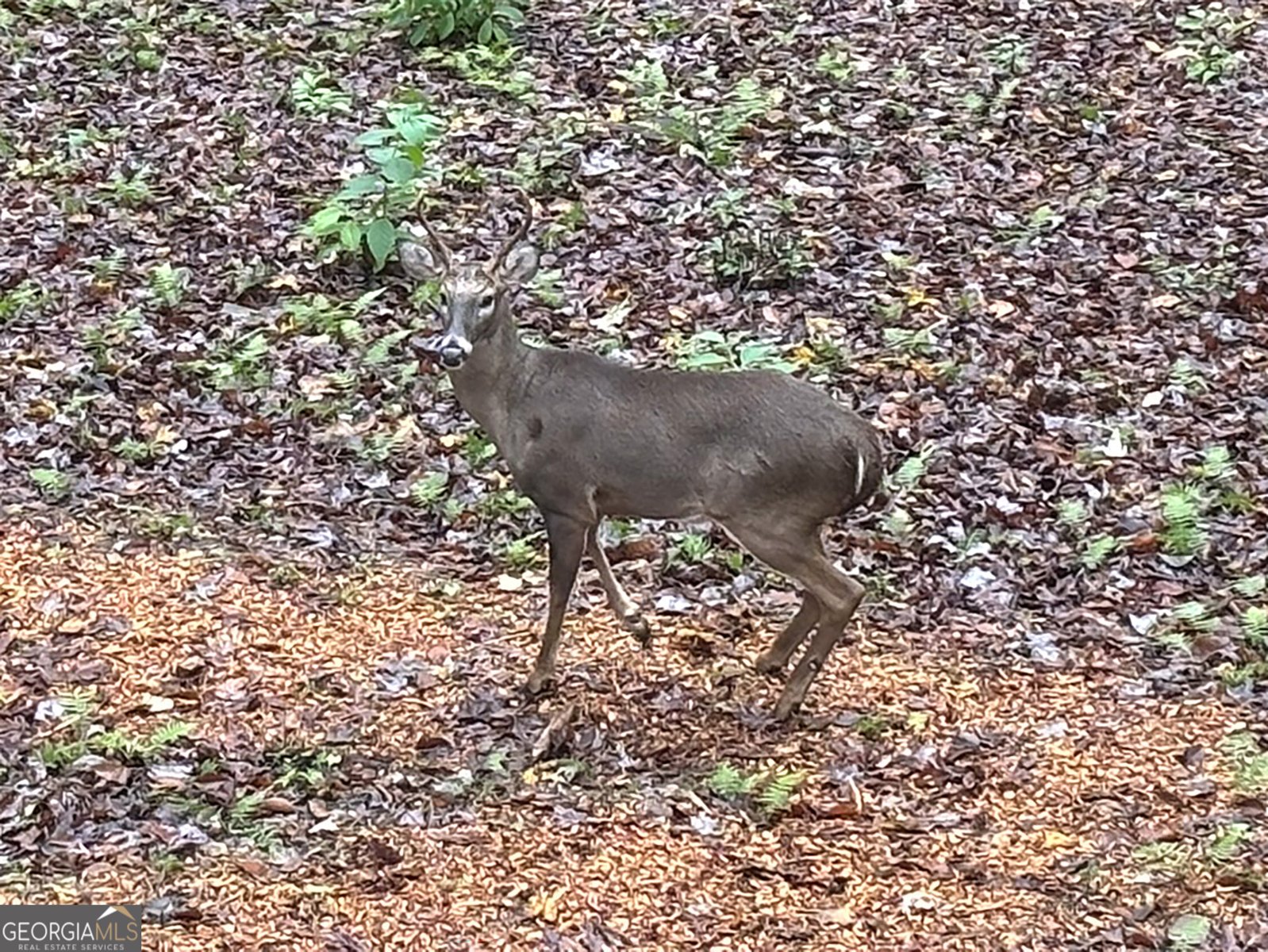 571 Jones Creek Road Ellijay - 63