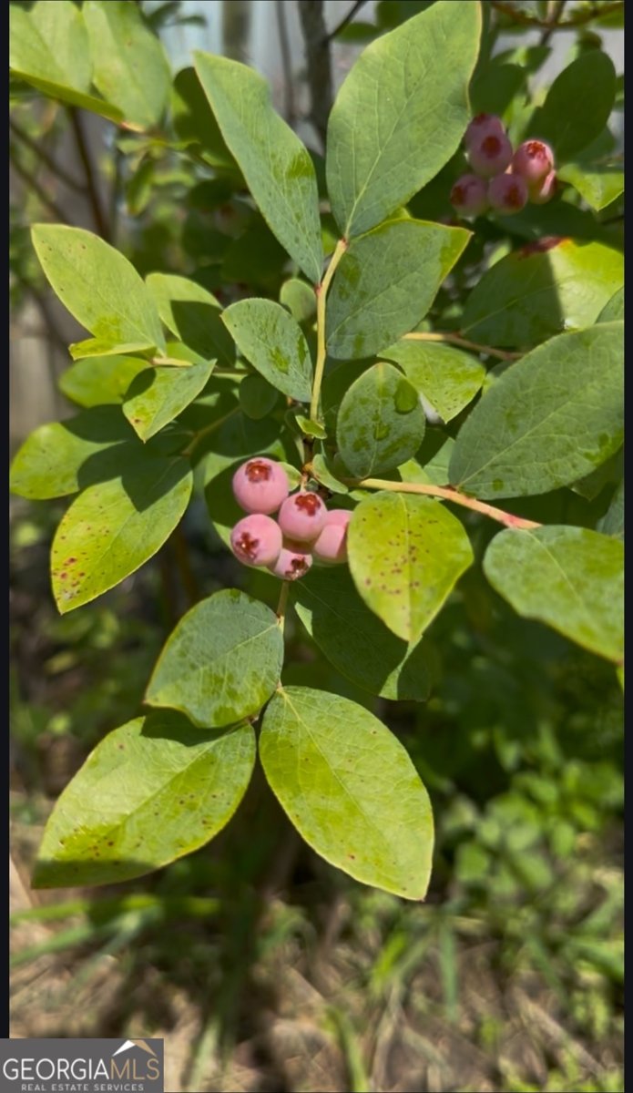 21 Fox Path Saint Marys - 21