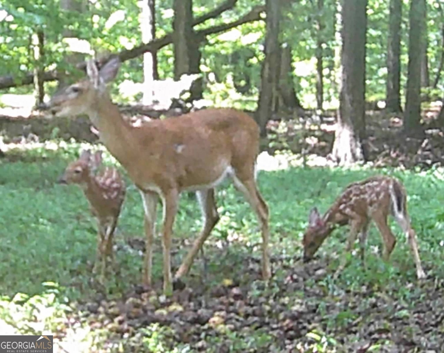 297 Old Clarkesville Mill Road Clarkesville - 45