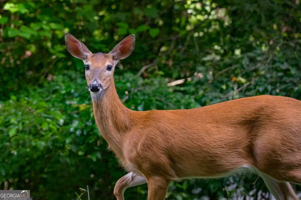 164 Echo Lane Ellijay - Photo 40