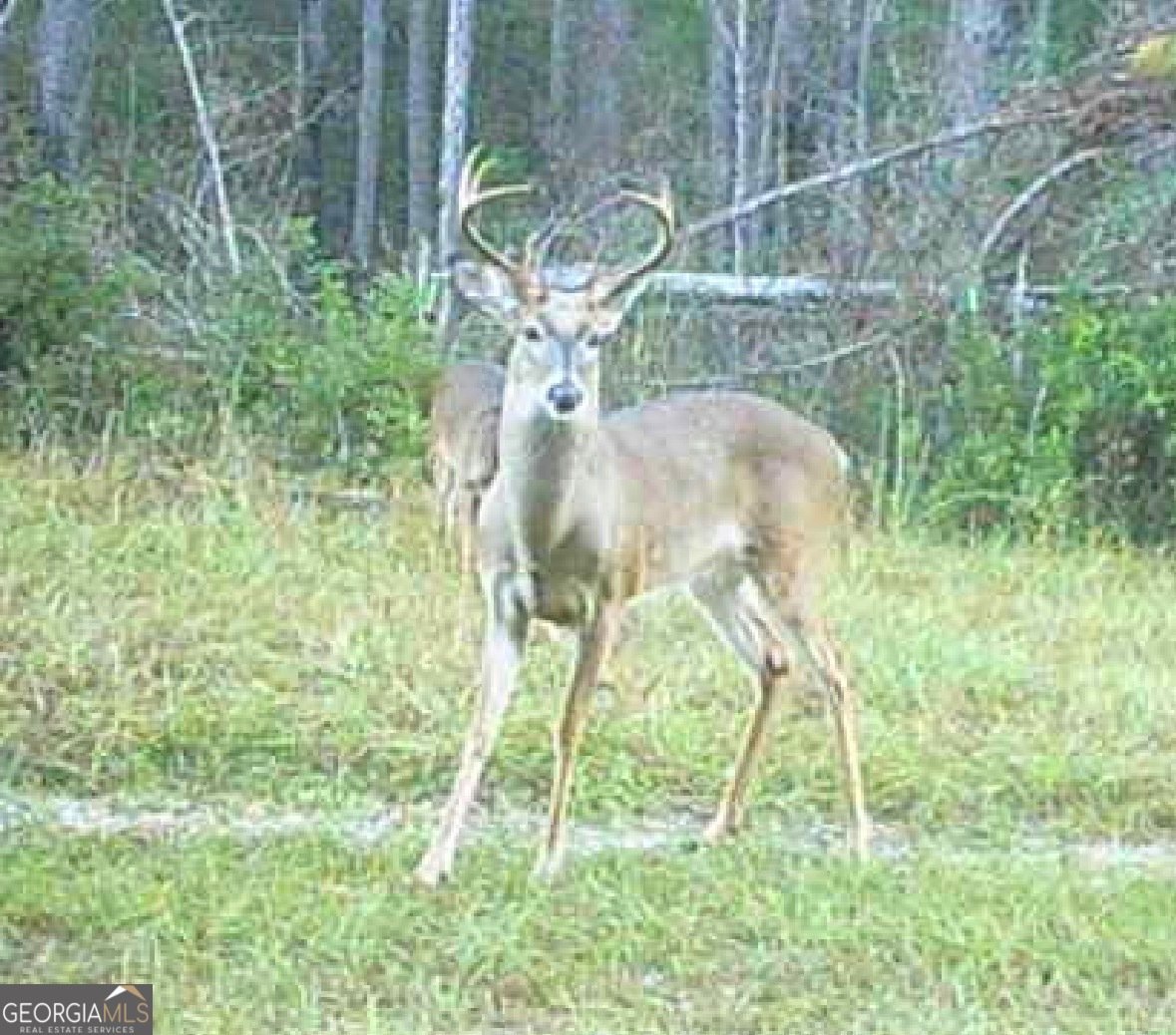 596 Arnett School Road Sylvania - Photo 25