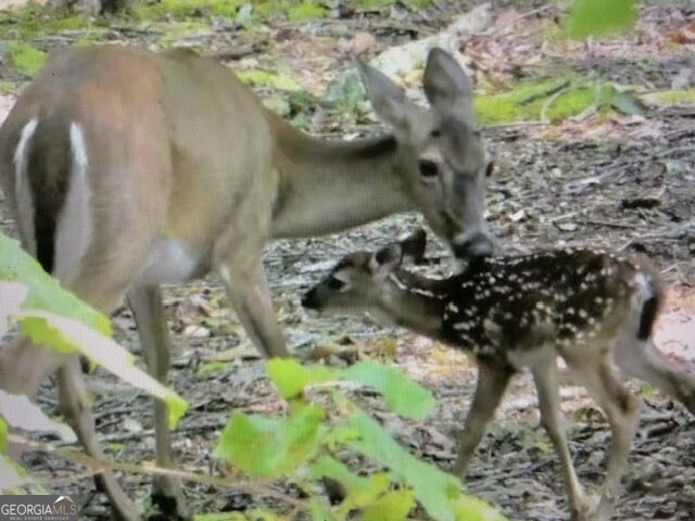 608 Moss Patch Trail Jasper - Photo 22