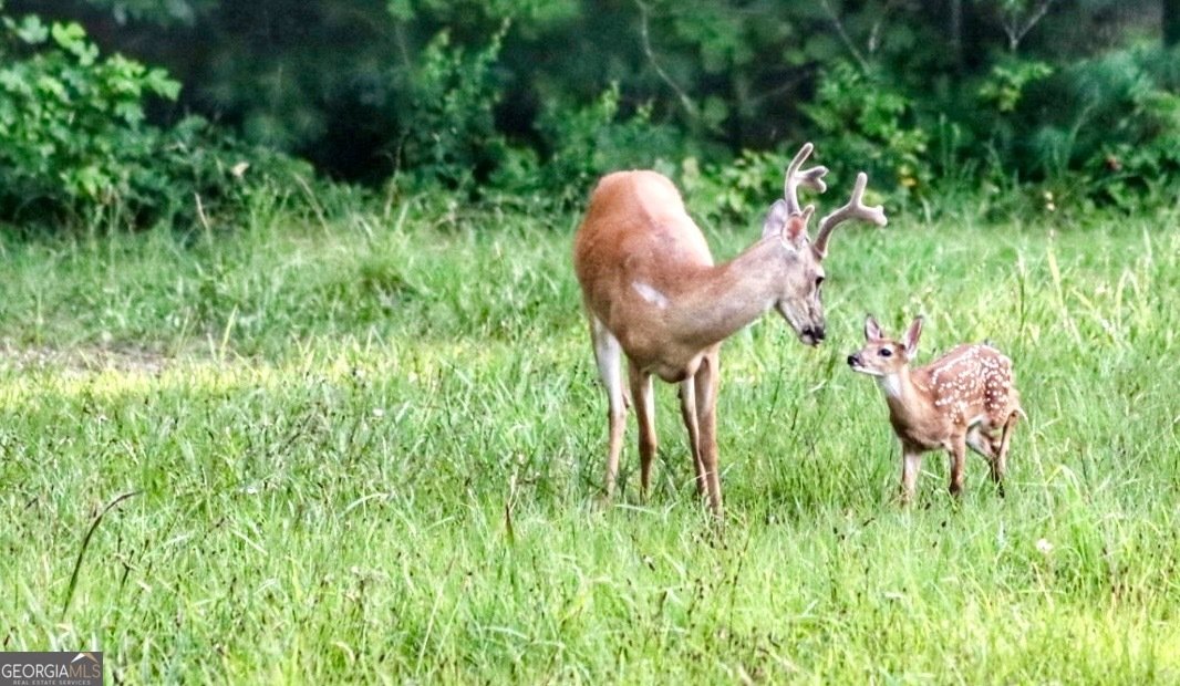 98 Saddleback Trail Blue Ridge - Photo 65