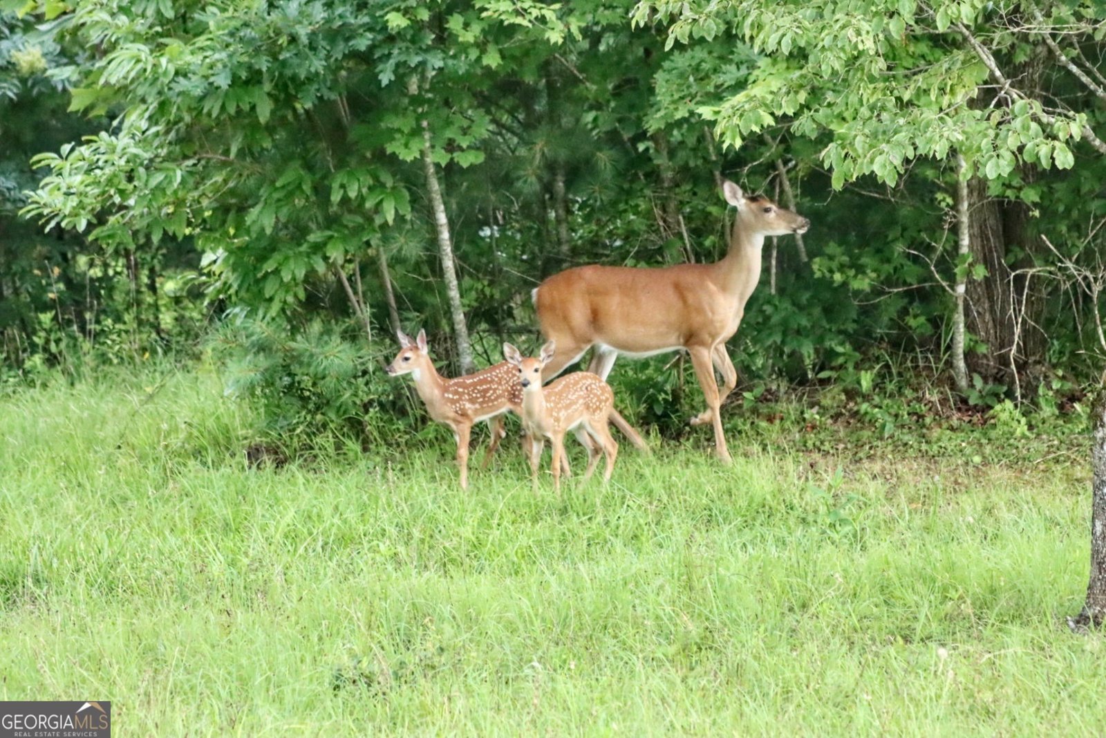 98 Saddleback Trail Blue Ridge - Photo 66