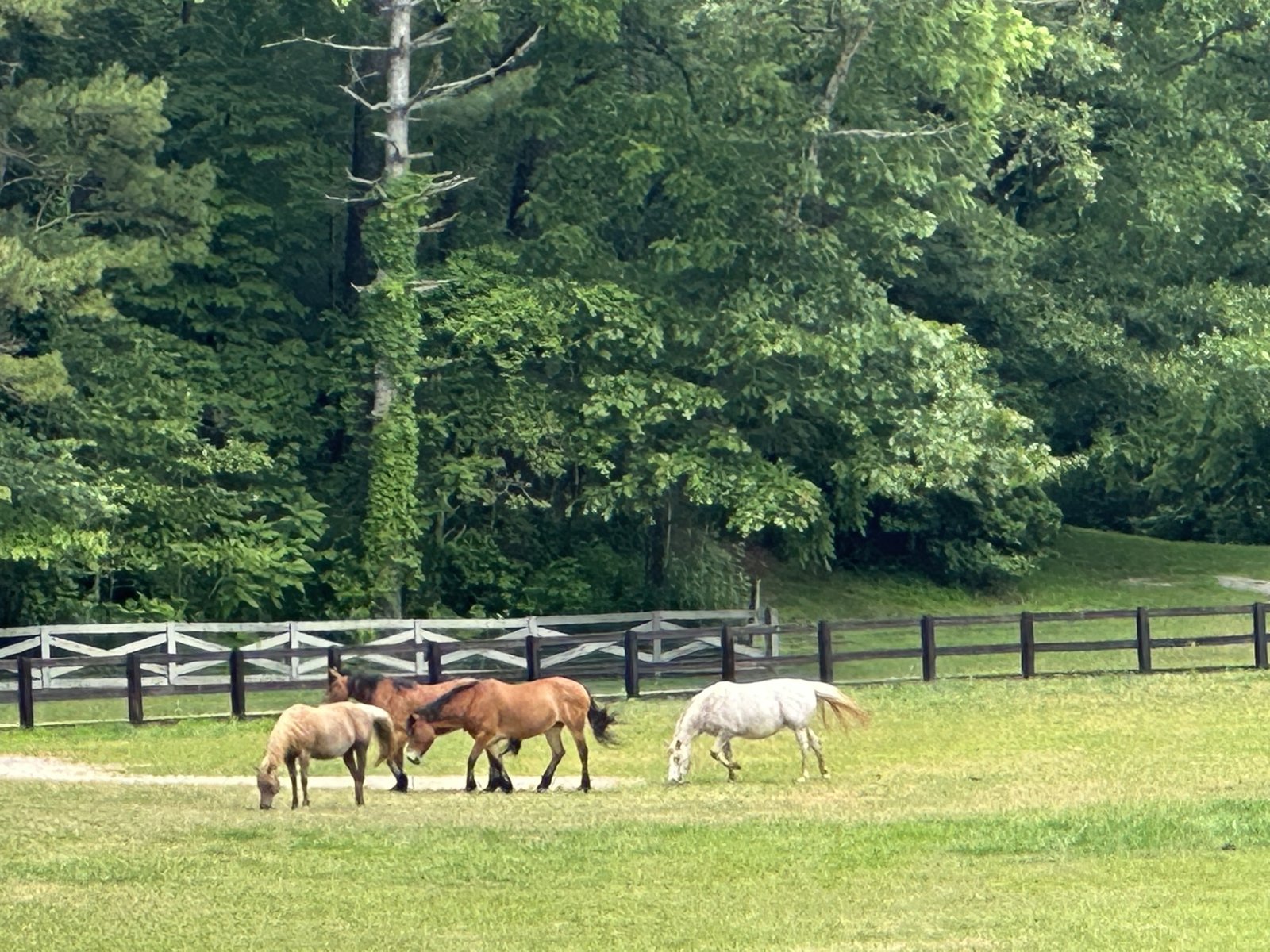 3622 Sandy Ford Road Clayton - Photo 119