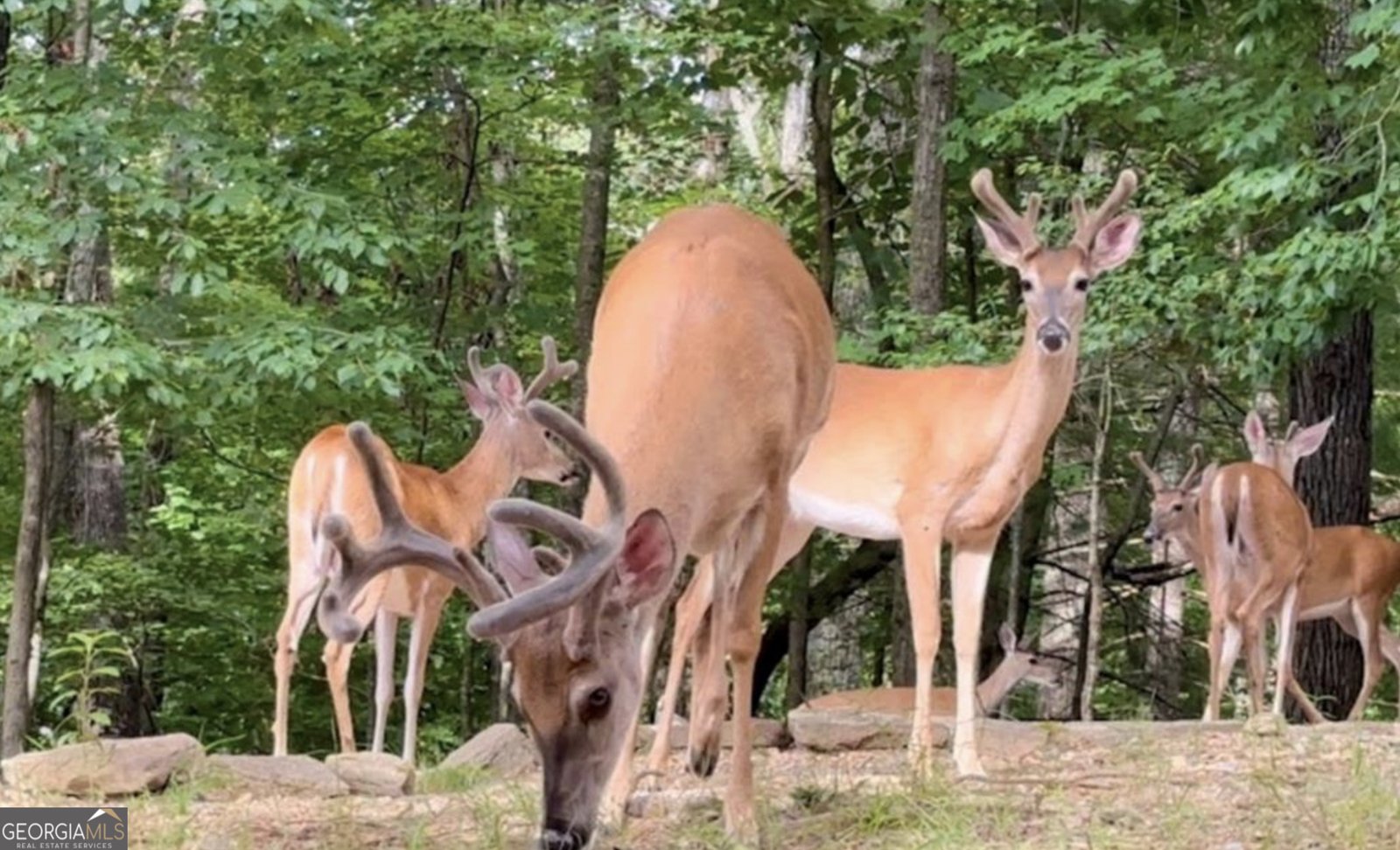 82 Monitor Drive Ellijay - Photo 41