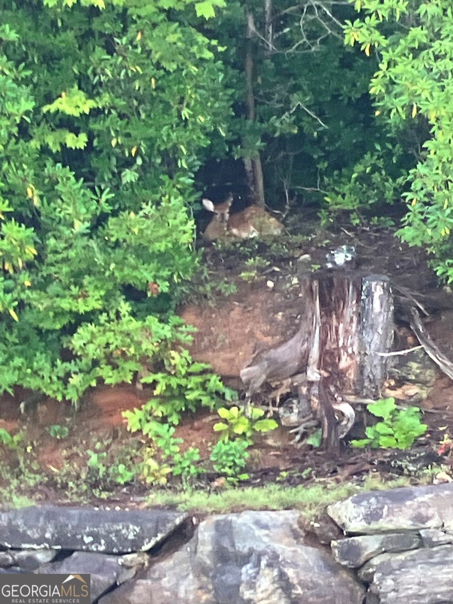 1 Burton Island Tiger - Photo 98