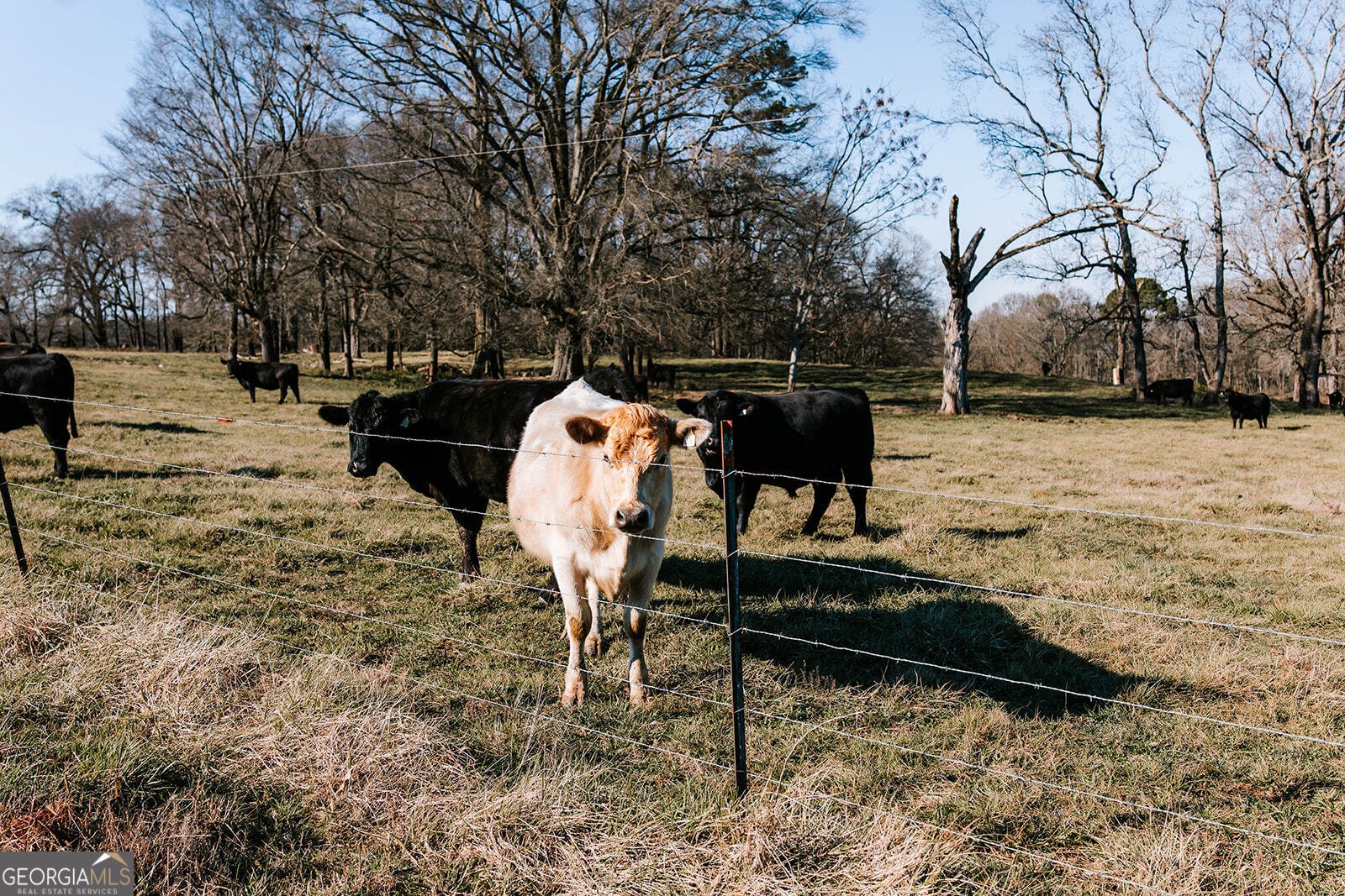 119 Ralph Bridges Road Lexington - Photo 64