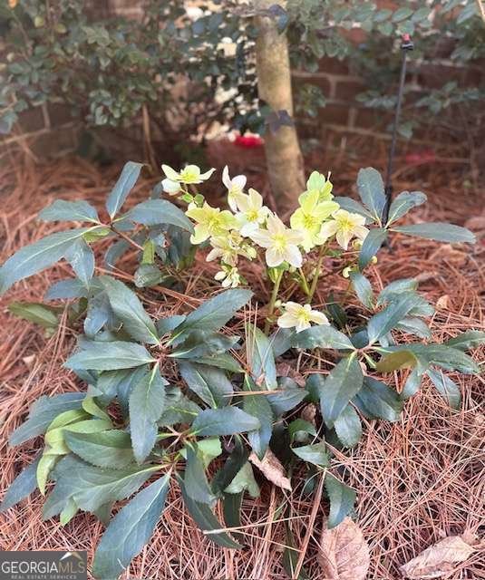 3030 Gadsden Street Alpharetta - Photo 30