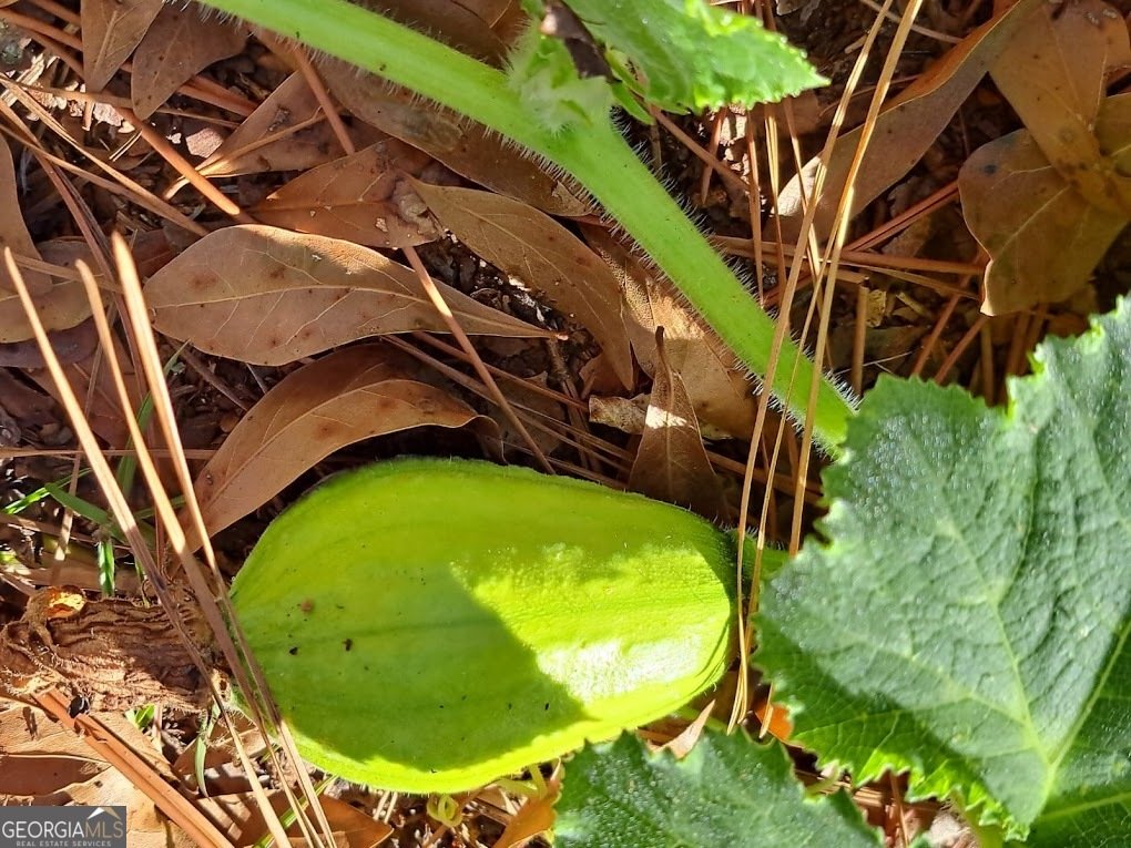 2601 Ridgewood Lane Albany - Photo 58