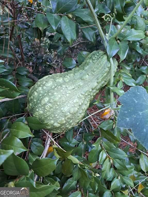 2601 Ridgewood Lane Albany - Photo 59