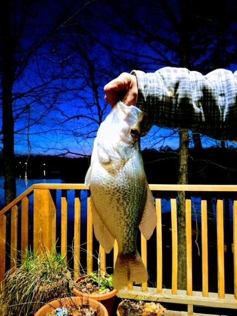 2221 County Road 6 Wedowee - Photo 40