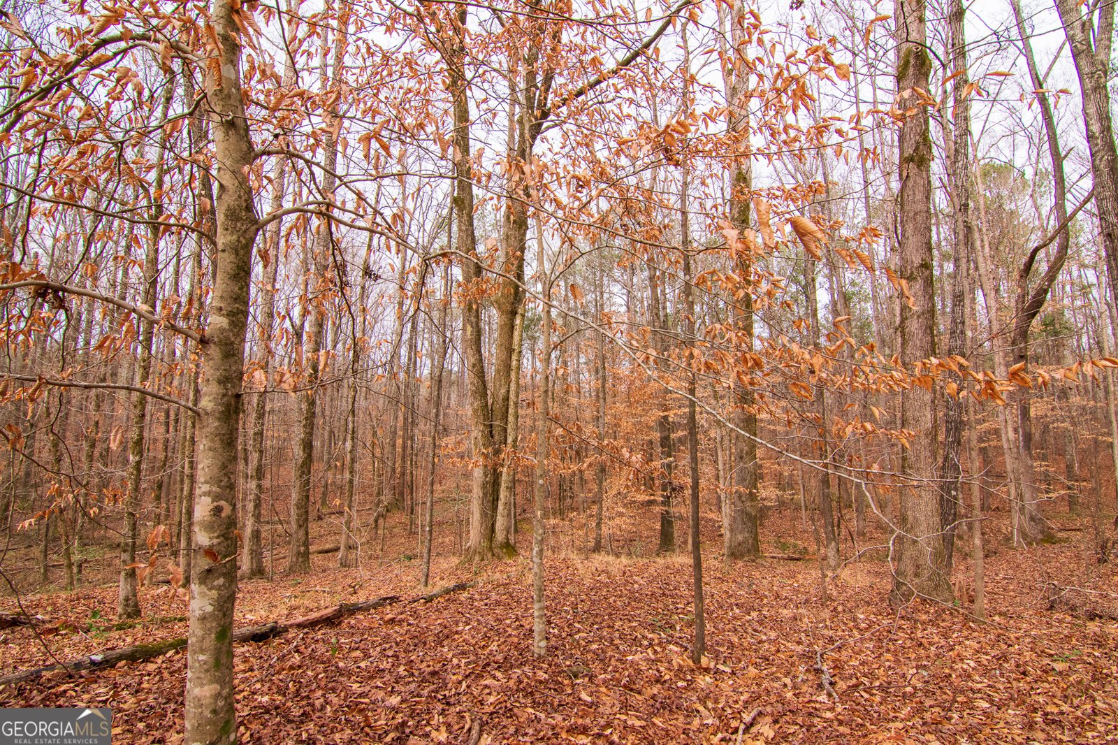 3337 Lower Blue Springs Road Hamilton - Photo 34