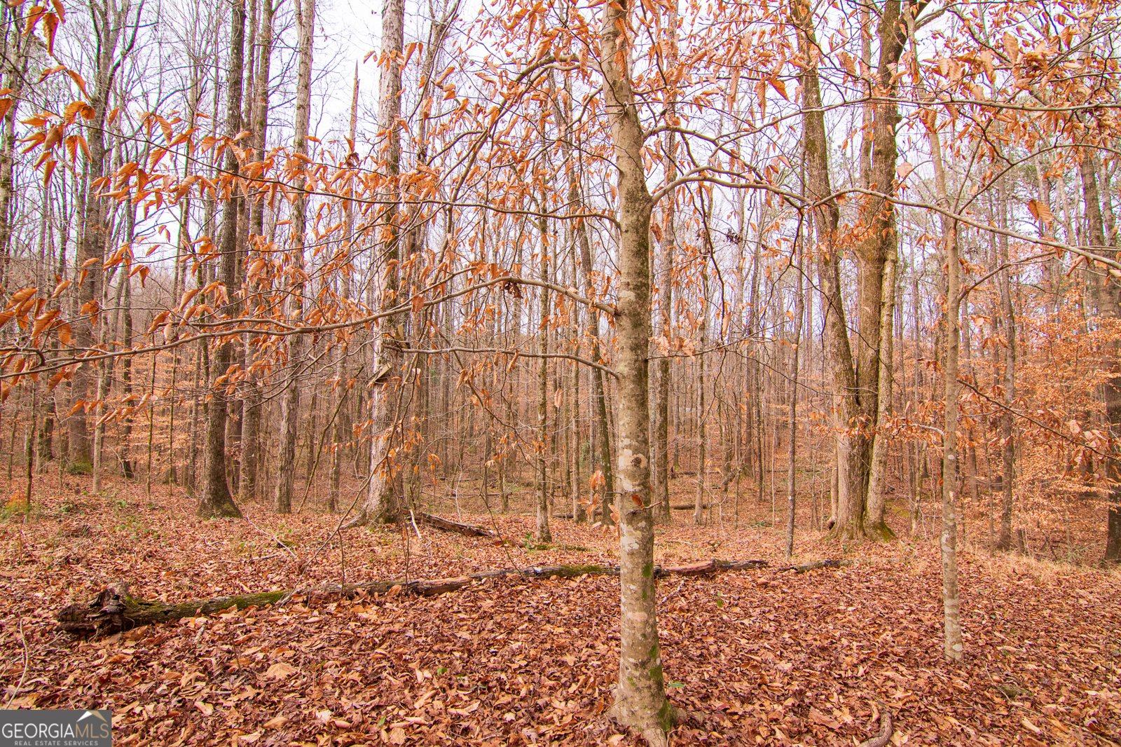 3337 Lower Blue Springs Road Hamilton - Photo 35