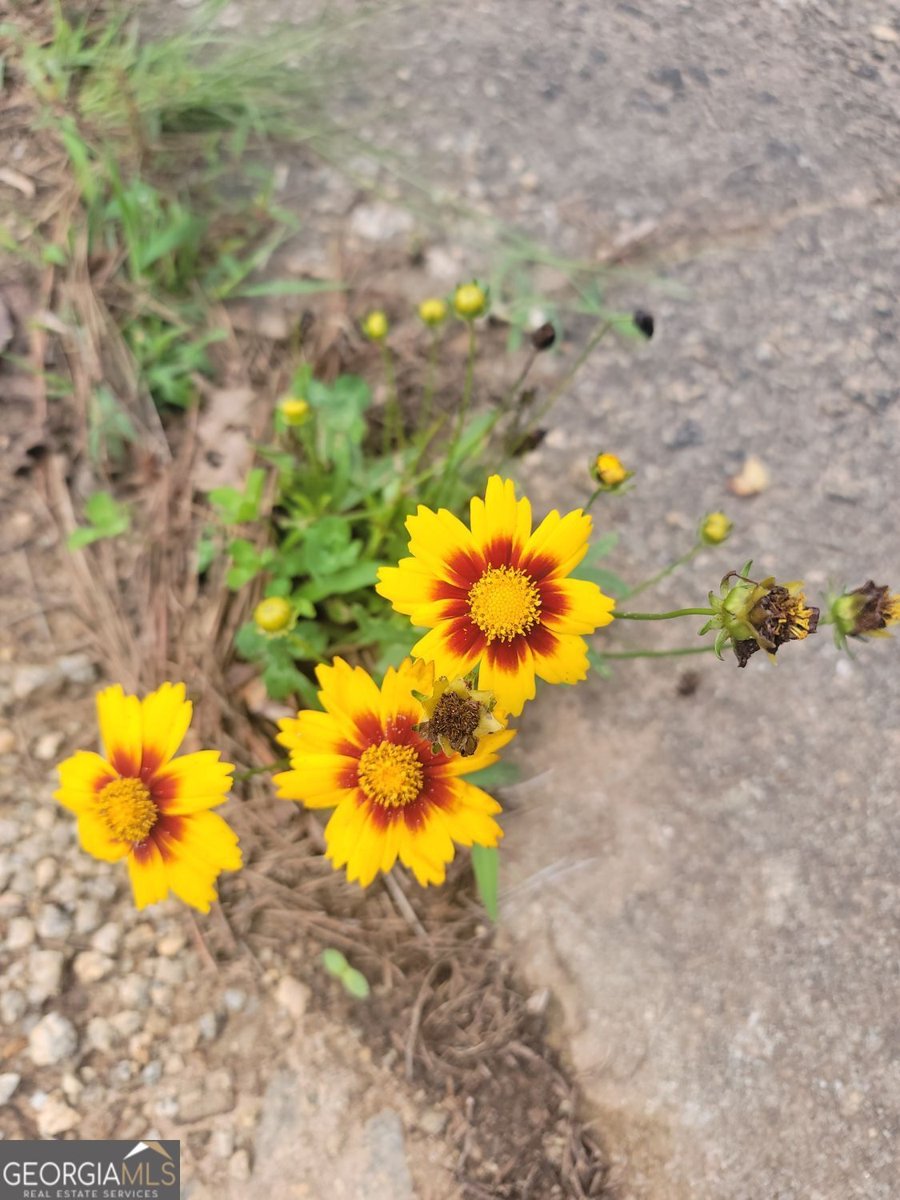 224 Chimney Sweep Trail Fairmount - Photo 52