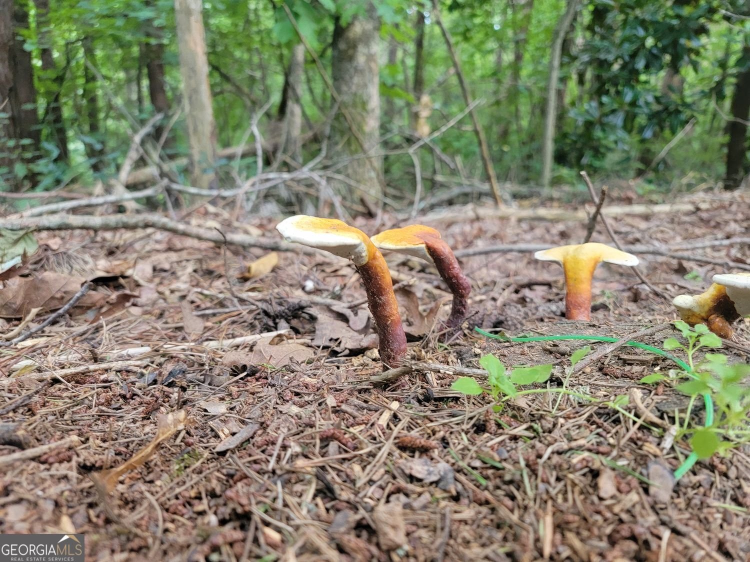 224 Chimney Sweep Trail Fairmount - Photo 53