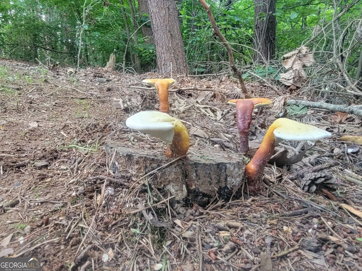 224 Chimney Sweep Trail Fairmount - Photo 54