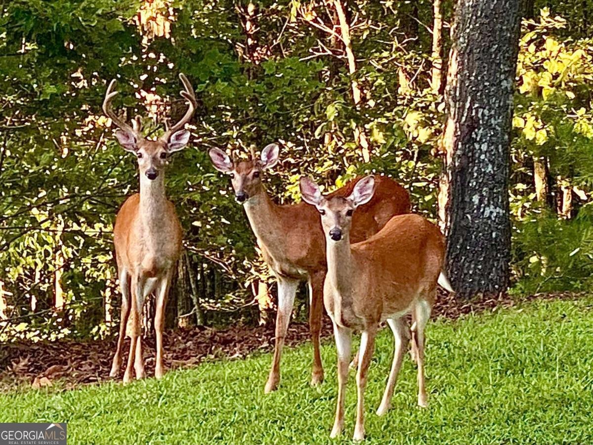 416 Undisclosed Drive Morganton - Photo 37