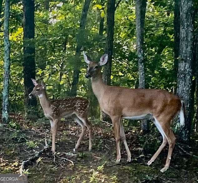 416 Undisclosed Drive Morganton - Photo 38