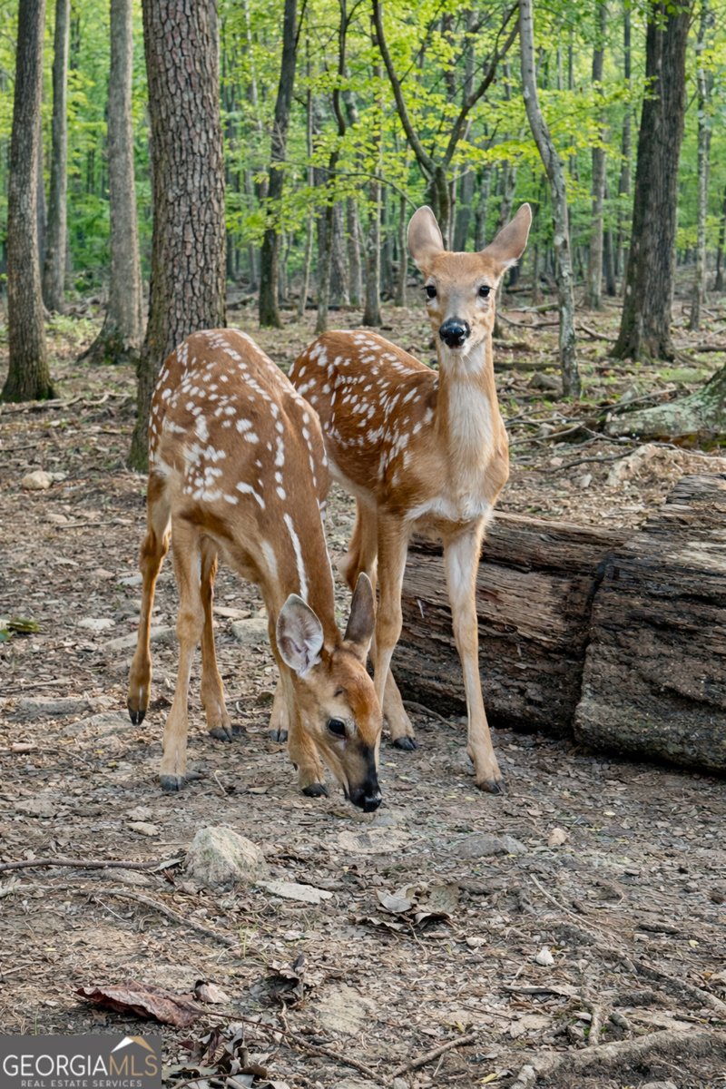 1286 Oglethorpe Mountain Road Jasper - Photo 26