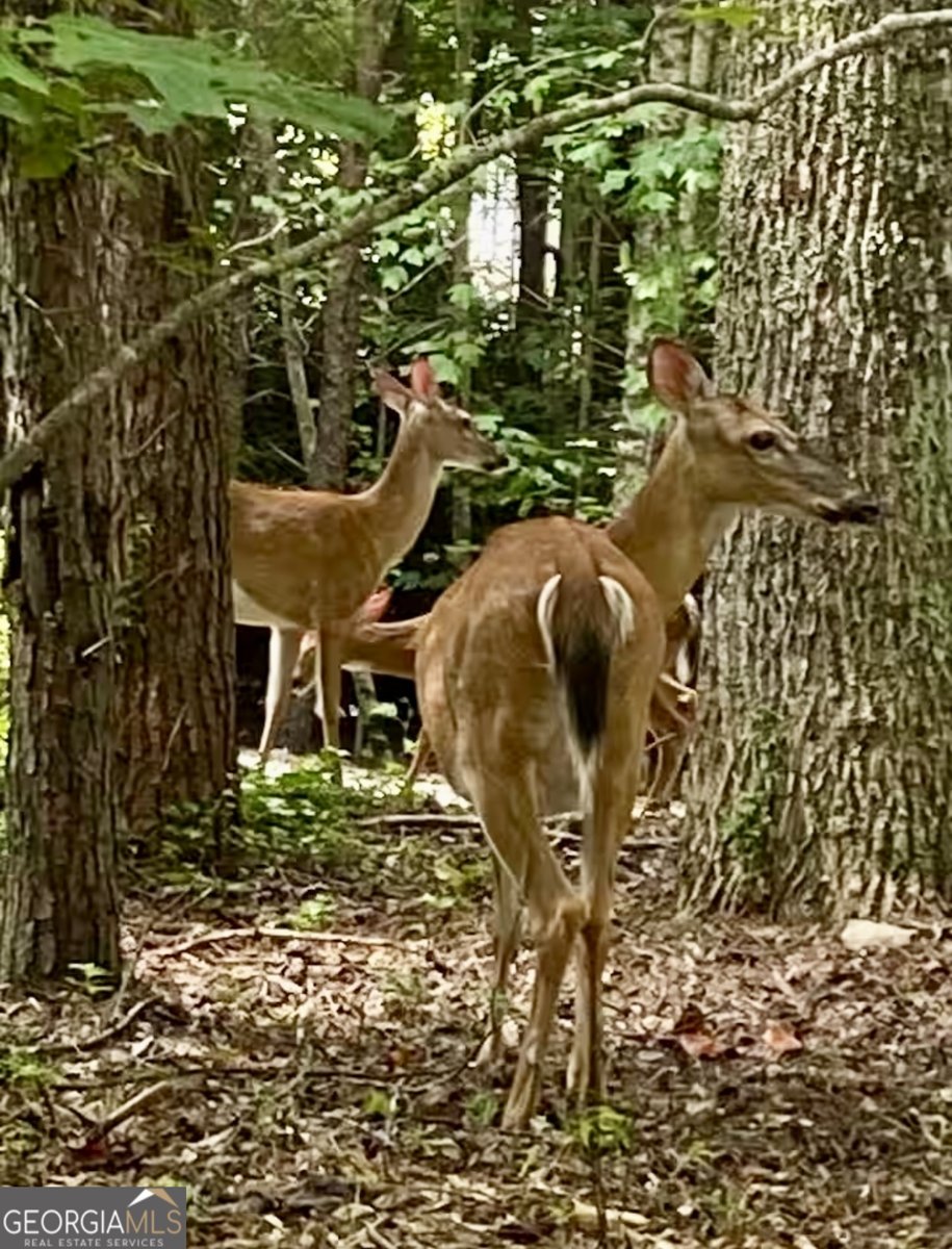 1554 Creek Road Hiawassee - Photo 13