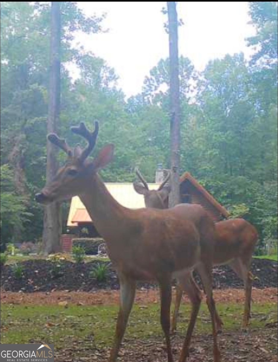 222 Grouse Lane Talking Rock - Photo 66