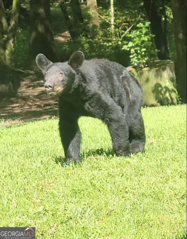 222 Grouse Lane Talking Rock - Photo 69