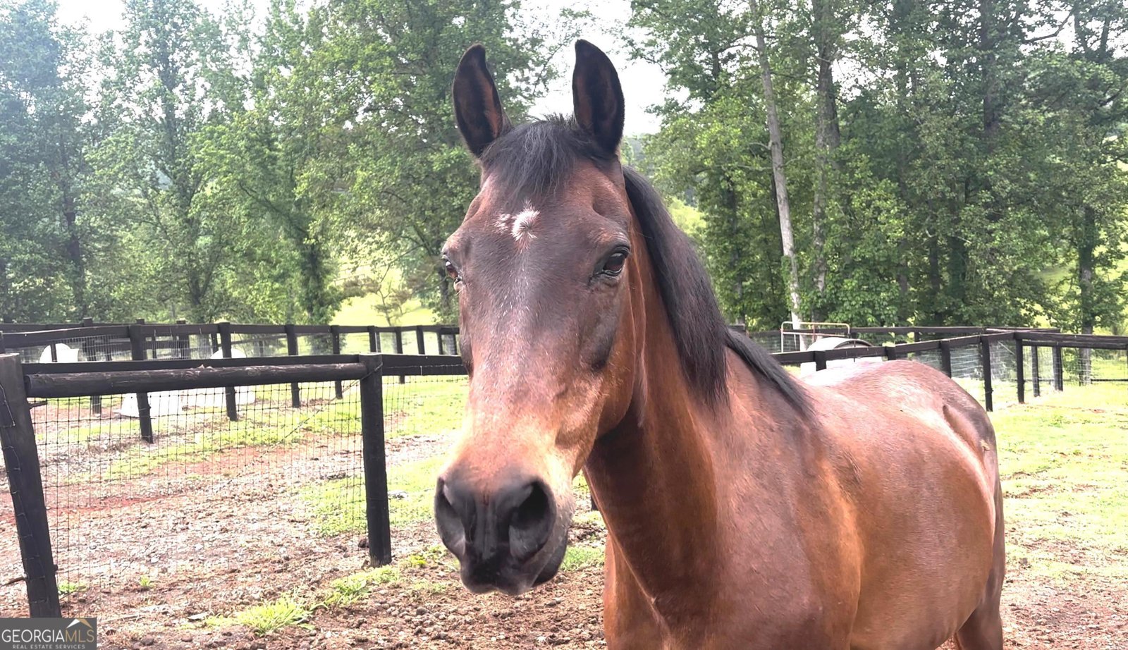 114 Addington Lane Waleska - Photo 13