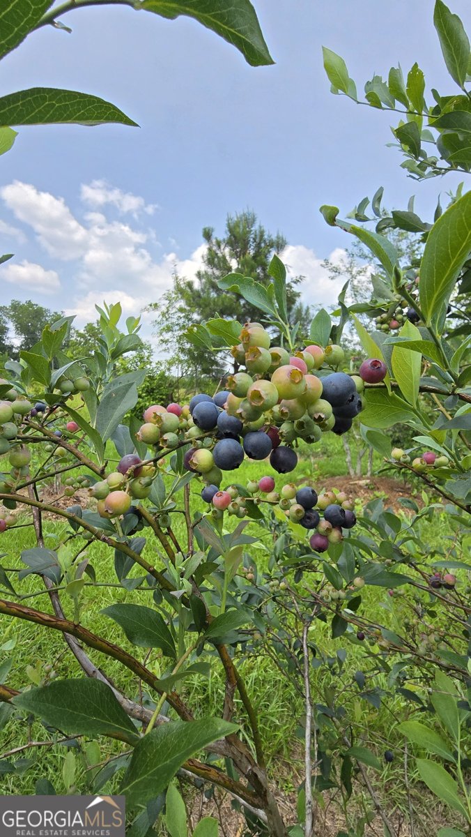 2037 Jeff Davis Road Thomaston - Photo 44