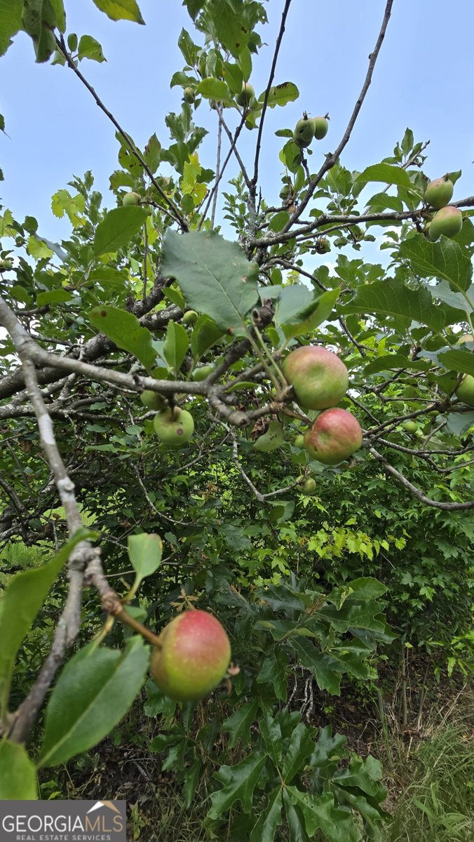 2037 Jeff Davis Road Thomaston - Photo 45