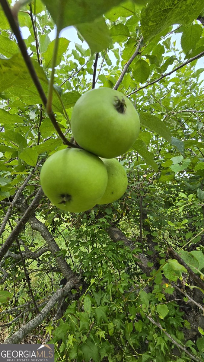 2037 Jeff Davis Road Thomaston - Photo 46