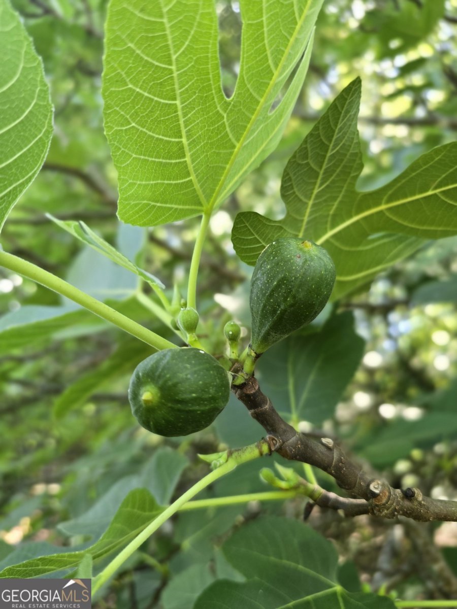 2037 Jeff Davis Road Thomaston - Photo 47