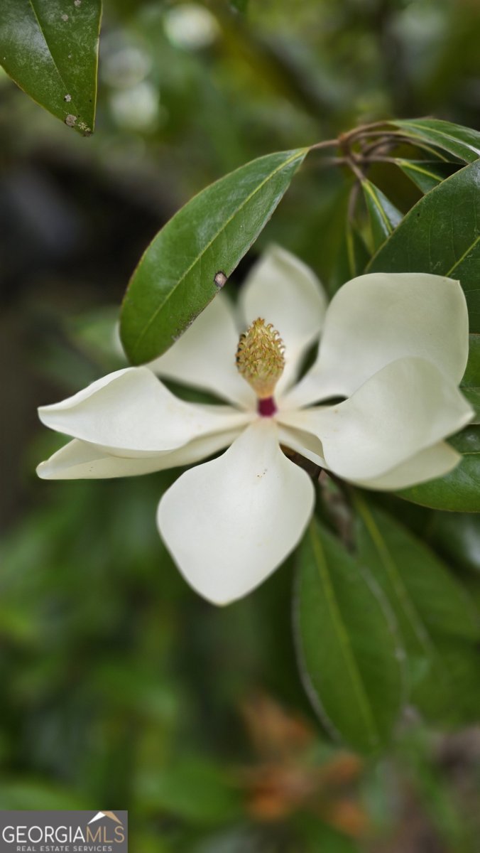 2037 Jeff Davis Road Thomaston - Photo 50