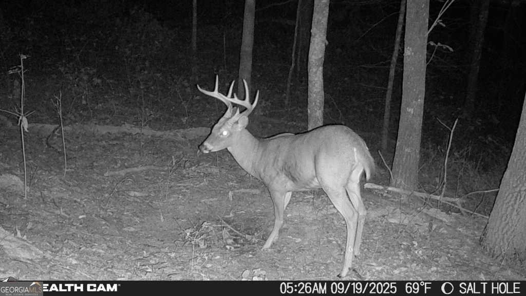 2641 Highway 52 Ellijay - Photo 40