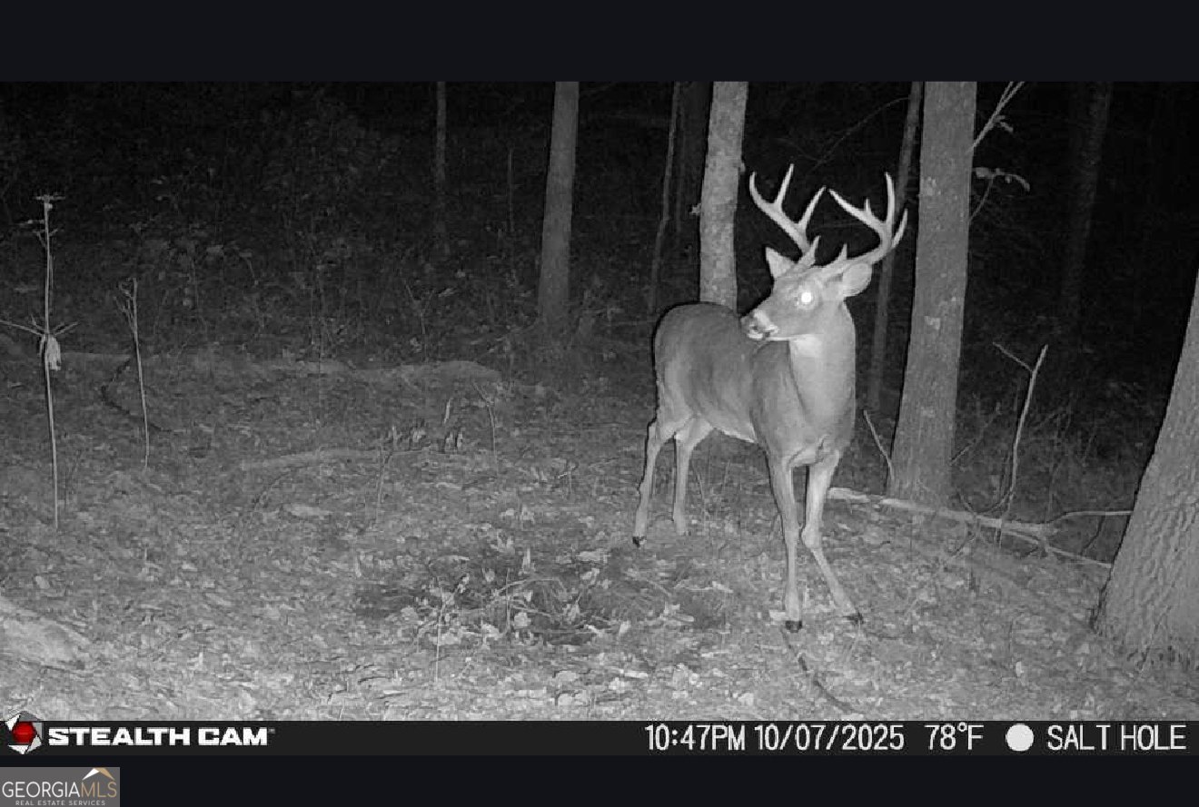 2641 Highway 52 Ellijay - Photo 41