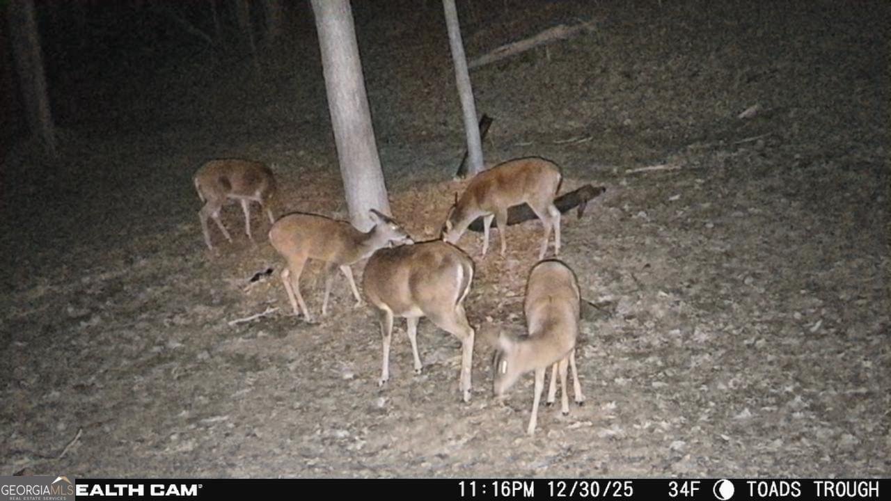 2641 Highway 52 Ellijay - Photo 42