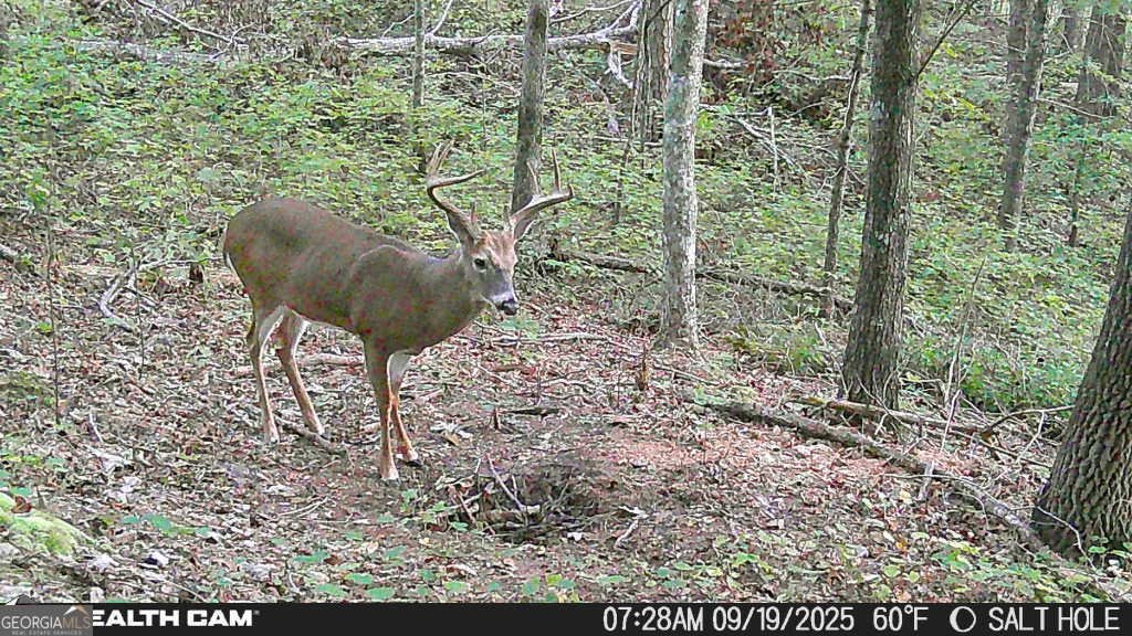 2641 Highway 52 Ellijay - Photo 43